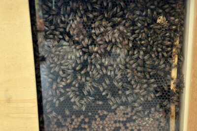 Agrandir l'image 2 sur 8, fenêtre modale