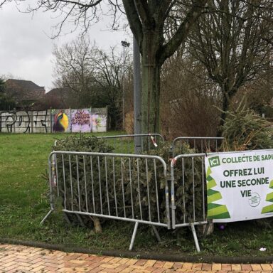 Image représentant un emplacement de collecte des sapins de Noël