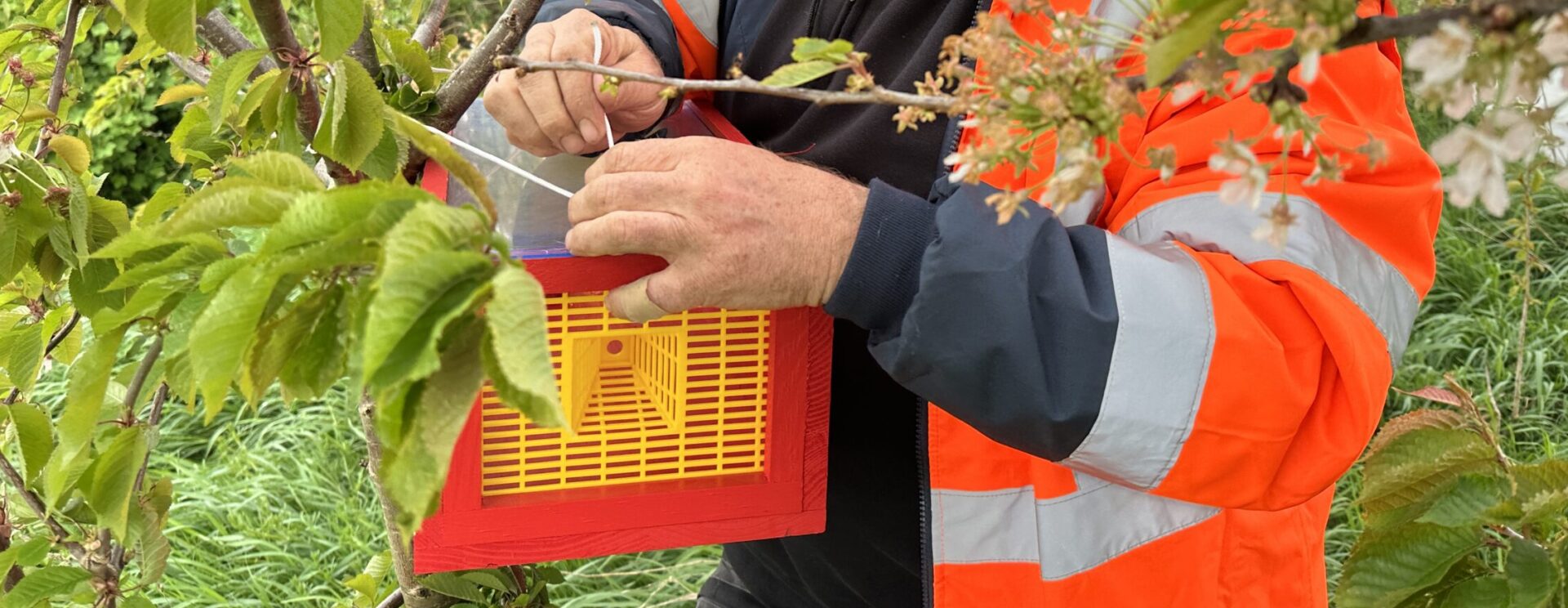 Image d'un agent posant un piège contre les frelons asiatiques