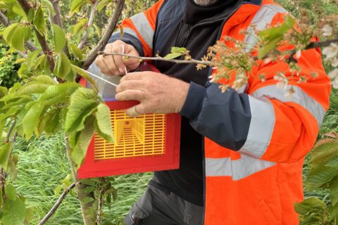 Image d'un agent posant un piège contre les frelons asiatiques