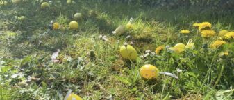 Image d’œufs sur une pelouse à l'occasion de la chasse aux oeufs