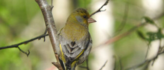 Photo du verdier d'europe