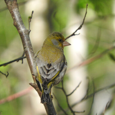Photo du verdier d'europe