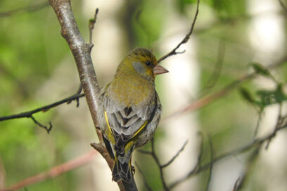 Photo du verdier d'europe - Agrandir l'image, fenêtre modale