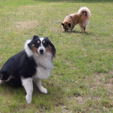 Photos de deux chiens dans l'herbe