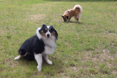 Photos de deux chiens dans l'herbe - Agrandir l'image, fenêtre modale